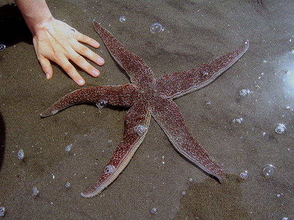 brown-sea-star2