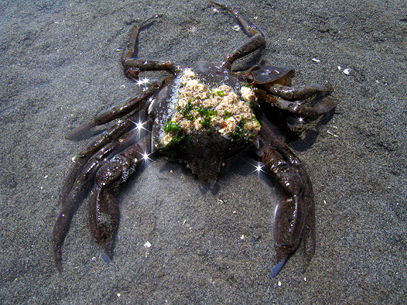 dresser-crab