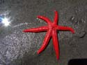 six-leg-blood-star