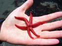 six-legs-blood-star